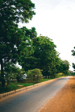 Tall green tree in daylight of Karachi.