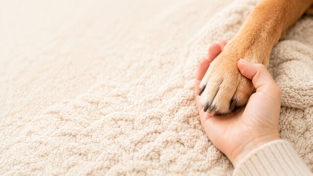 Close up of a hand gently holding a dog paw with no face visible, pet love and companionship concept banner with copy space