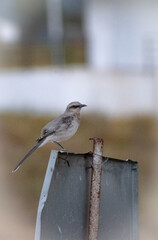 bird on a fence © SAMC