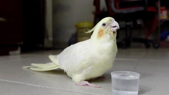 Close-up of a cute yellow lutino cockatiel parrot with bright orange cheek patches and a prominent crest drinking fresh water by dipping its beak into a clear plastic cup at home indoors.