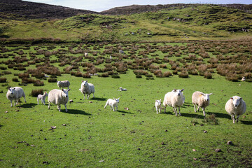 Fototapeta premium New born curious sheep, Highland, Scotland