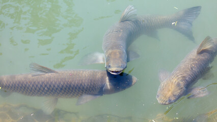 Fototapeta premium Three large fish swim calmly in shallow, greenish water
