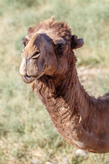 Fototapeta premium Brown camel stands in grassy field