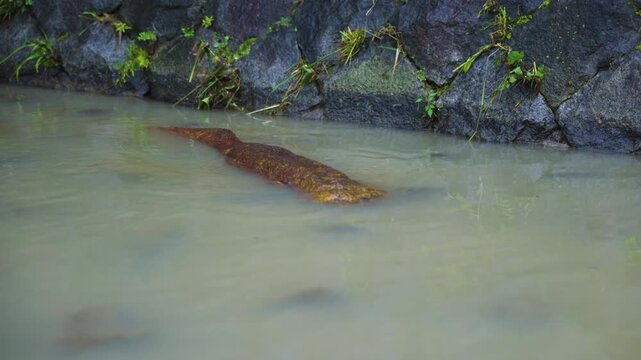 Large Japanese Salamander in The Kamo River after Typhoon Flooding