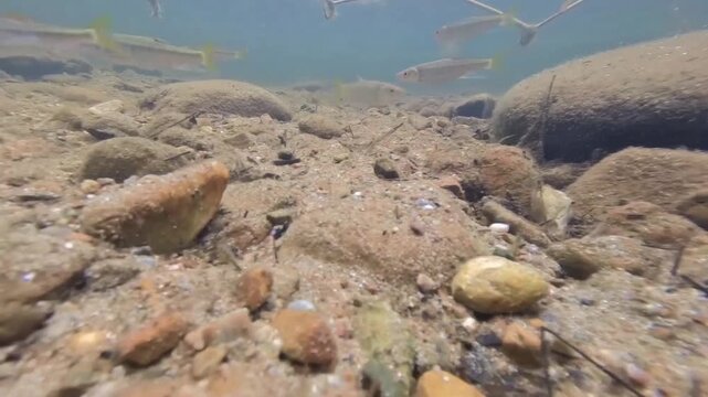 Fish Swimming Left to Right Underwater in Natural Pond