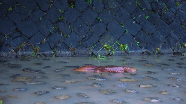 Japanese Giant Salamander Hybrid Moving Through Kyoto River in Japan