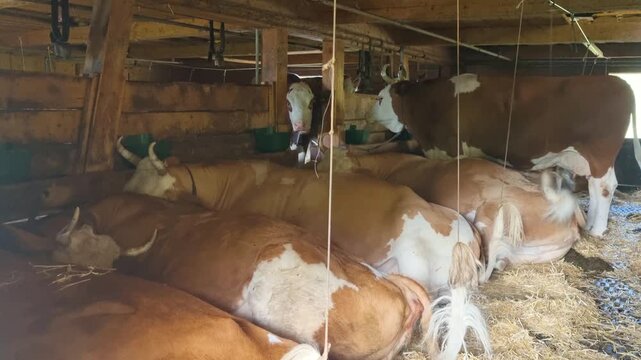 Authentic Swiss alpine barn with Simmental cows resting in a traditional mountain farming environment, showcasing rural heritage and agricultural life in Switzerland