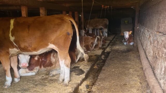 Swiss alpine barn interior featuring Simmental cows in a peaceful rural setting, highlighting traditional livestock farming and alpine culture in Switzerland
