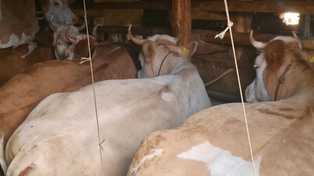 Swiss alpine barn featuring Simmental cows resting peacefully after grazing on alpine pastures, highlighting traditional livestock farming and rural heritage in Switzerland