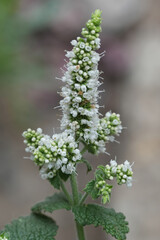 Close-up detail of a vibrant green and white apple mint Mentha suaveolens flowering plant with delicate blossoms in natural light © Henk