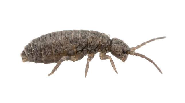 Ultra realistic springtail insect isolated on transparent background, full body visible, side crawling pose, detailed gray brown body texture