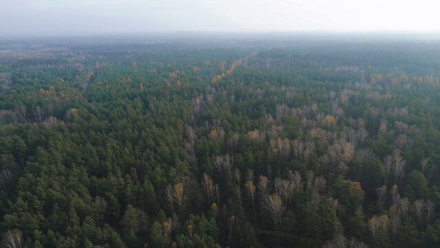 Top down view of mixed forest nature in fall