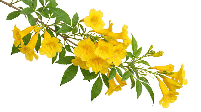 Yellow flowering branch isolated on transparent background, botanical object with realistic cutout graphic element for spring, floral decoration and garden design.