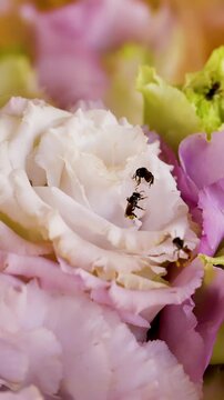 Stingless Bees Pollinating Pink and White Lisianthus Flowers in Close Up