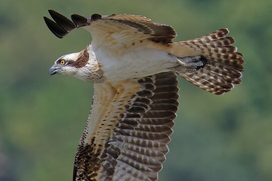 鋭い眼光のミサゴ(Osprey)	