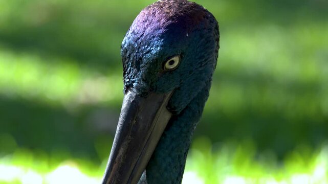 Close Up of Black-Necked Stork Jabiru Head in Sunlight