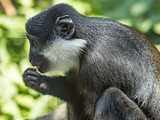 L'Hoest's monkey (Allochrocebus lhoesti) with distinctive white beard and dark fur, resting in the dense montane forests of Central Africa, realistic wildlife portrait © Ludovic
