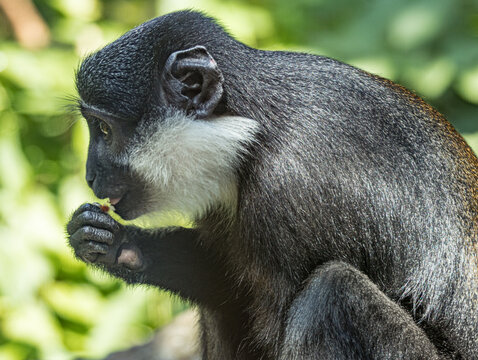 L'Hoest's monkey (Allochrocebus lhoesti) with distinctive white beard and dark fur, resting in the dense montane forests of Central Africa, realistic wildlife portrait