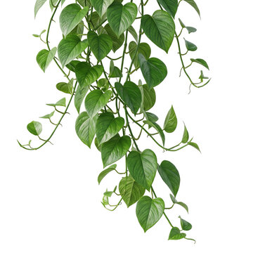 Hanging green vine isolated on transparent background, lush botanical object with realistic cutout graphic element for tropical, garden and interior designs.