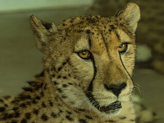 Close-Up Portrait of a Cheetah Looking Forward © Ludovic