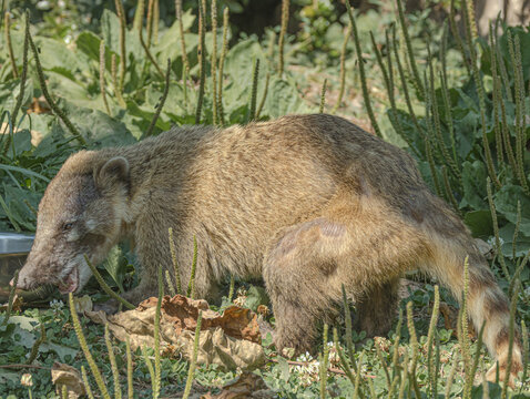 South American coati (Nasua nasua) in a zoo environment, a curious tropical mammal with a long ringed tail, pointed snout, and distinctive facial markings. This captive wildlife photograph showcases