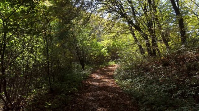 Sun-drenched forest path through lush green woodland, scenic summer hiking trail in a dense deciduous forest, natural sunlight filtering through tree canopy