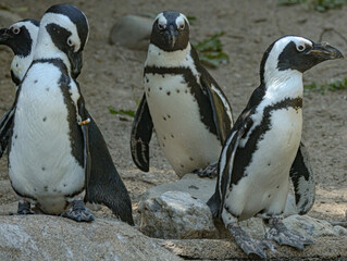 Obraz premium African penguin (Spheniscus demersus), also known as the Cape penguin, standing on a rocky coastline in its natural habitat. This endangered seabird is recognized by its distinctive black and white