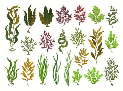 A collection of various watercolor illustrations of marine seaweed and aquatic plants.