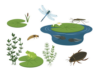 Obraz premium A collection of pond life including a frog dragonfly water beetle and aquatic plants.