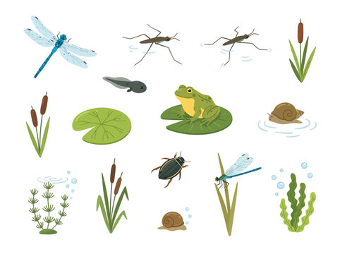 Collection of various pond life animals and aquatic plants.