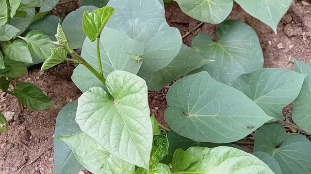Green Grasshopper Insect Perched On Lush Sweet Potato Leaves Vine In Agricultural Garden Natural Farm Field