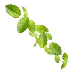 Fresh mint leaves flying and scattering dynamically, isolated on transparent cutout background © Yeti Studio