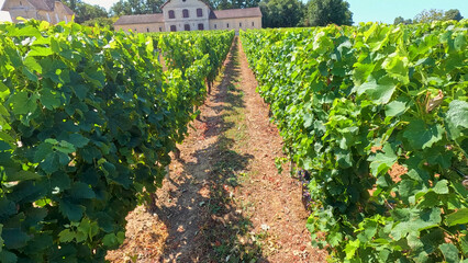 Obraz premium Lush Green Vineyard Rows with Historic Estate Buildings in Bordeaux France