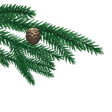 Pine branch with cones