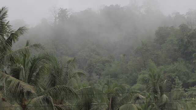 Thick mist and clouds drifting over green mountain forest during heavy rainfall. Moody and atmospheric tropical rainy season landscape.