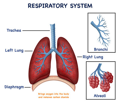Human respiratory system anatomy diagram illustrating pulmonary organs, bronchial tree branching, lobar structures, macroscopic alveolar sacs, and diaphragm muscle for medical education