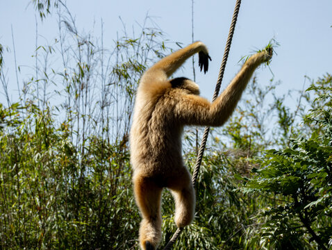 Yellow-cheeked gibbon (Nomascus gabriellae) with distinctive golden-orange cheek patches and dark fur, resting in tropical rainforest canopy of Southeast Asia