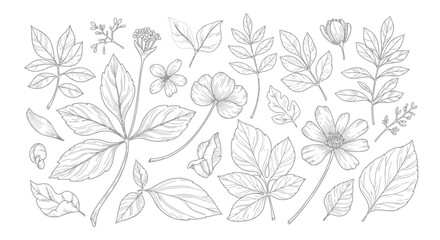 Fototapeta premium Botanical Floral Line Drawing 7.