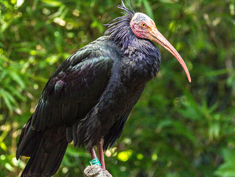 Northern bald ibis (Geronticus eremita) standing in its natural habitat, a rare and endangered bird with glossy black plumage, a featherless red head, and a long curved bill. 