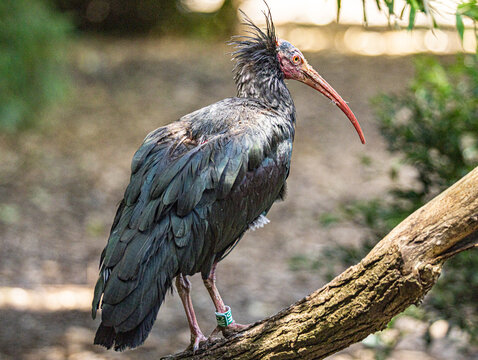 Northern bald ibis (Geronticus eremita) standing in its natural habitat, a rare and endangered bird with glossy black plumage, a featherless red head, and a long curved bill. 