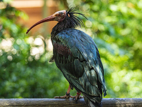 Northern bald ibis (Geronticus eremita) standing in its natural habitat, a rare and endangered bird with glossy black plumage, a featherless red head, and a long curved bill. 