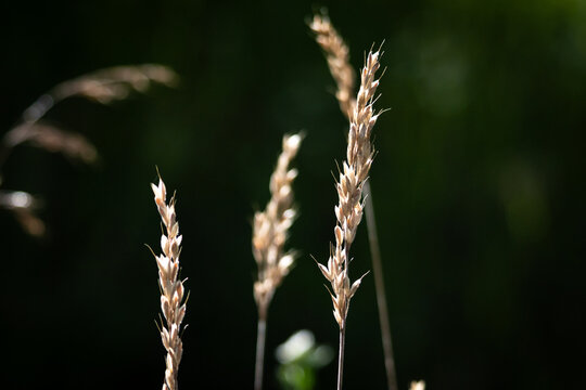Sunlit seed heads stand against a deep green background. Sharp details reveal the texture of late summer grass. Minimal shapes and serene light create a simple elegant nature study.