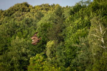 Fototapeta premium Brown raptor banks above a lush forest its broad wings flexing as eyes scan the canopy a vivid moment of wild focus strength and mastery set against deep green summer foliage