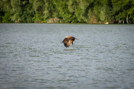 Raptor lifts into a banking turn above the lake one talon lowered to strike the other tucking in a dynamic study of timing balance and power framed by tranquil green shoreline
