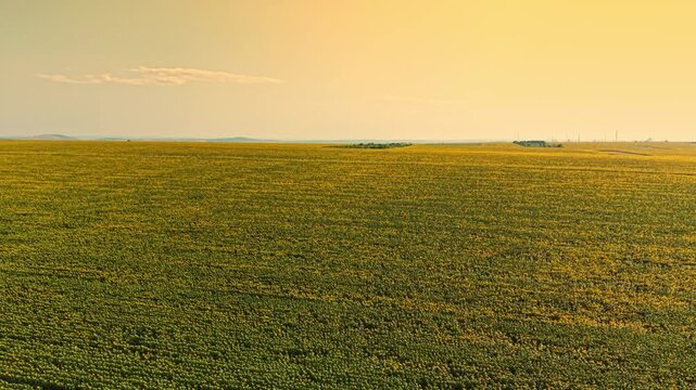 A vast field stretches out with tall crops reaching for the sun. The landscape shows shades of green and yellow under a clear afternoon sky. The horizon holds distant hills.
