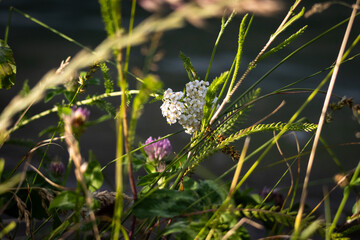 Sunlit wild yarrow blooms among tall meadow grasses white petals glowing as evening light filters through creating a gentle portrait of delicate flora and peaceful countryside growth © Chornogirskyi