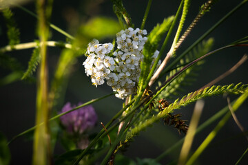 Close view of white yarrow clustered in soft shade tiny flowers sparkling with golden beams among reeds for a serene botanical study that highlights detail texture and the calm of summer © Chornogirskyi