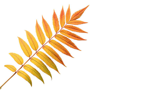 Single bright orange autumn fallen rowan tree leaf isolated on transparent background