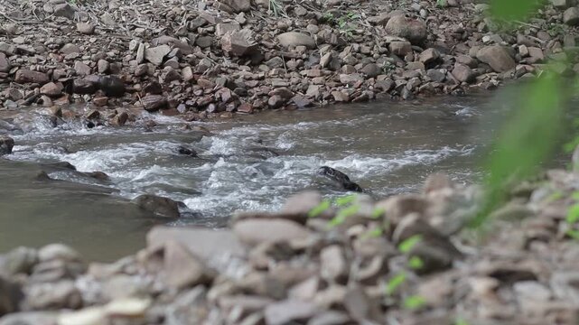 Forest creek water flowing over rocks framed by blurred foreground stones. Refreshing natural stream motion in rainy season.