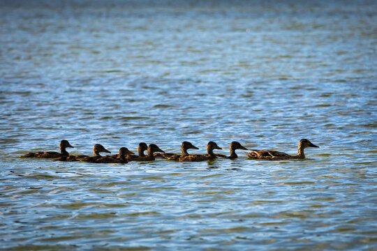 A tidy line of ducklings follows their mother across the blue lake tiny heads bobbing in unison as ripples form neat trails a cheerful scene of family teamwork and calm summer water